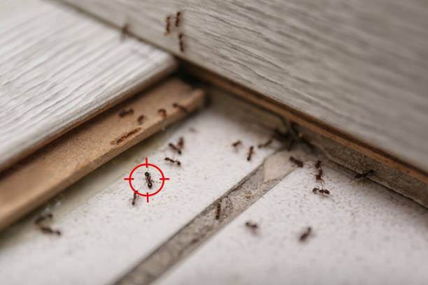 Best Affordable Pest Control Services  in Tahoma, CA