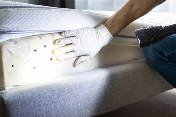 Best Emergency Pest Control  in Tahoma, CA